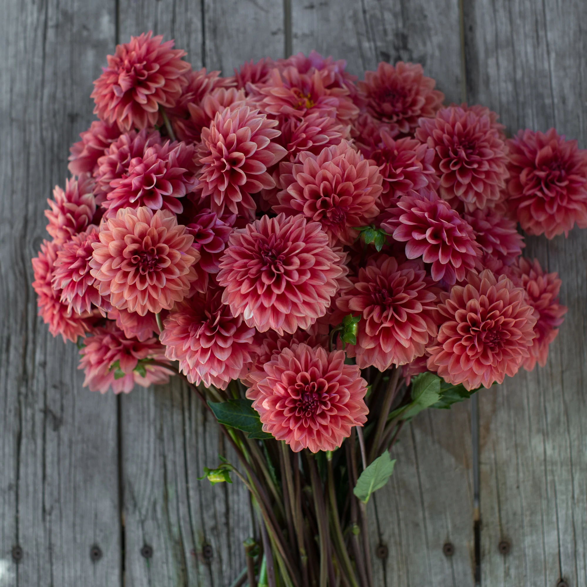 Dahlia Mystique
